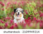 Small photo of The Australian Shepherd is a breed of herding dog from the United States. Portrait od dog in clover field