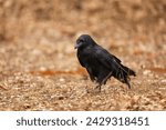 Small photo of The common raven Corvus corax, also known as the northern raven, autumn in Poland.