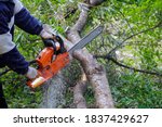 Broken the trunk tree after a hurricane of man is cutting a tree with a chainsaw