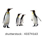 Four King Penguins Isolated On...