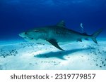 Small photo of Tiger Shark (Galeocerdo cuvier) Cruising over White Sand Bottom. Tiger Beach, Bahamas