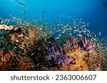 Small photo of Colorful Coral Reef Teeming with Life. Gam, Raja Ampat, Indonesia