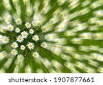 A Group Of Daisies On A Grass...