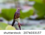 Small photo of Plaintive Cuckoo (Cacomantis merulinus) looking for insects.