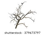 Black Bird On Tree Branches...