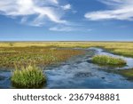 Small photo of common cord-grass (Spartina anglica) and glasswort (Salicornia europaea) in Salt Marsh at North Sea,Wattenmeer National Park,Germany
