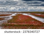 Small photo of Salt Marsh with common Glasswort (Salicornia europaea) on Eiderstedt Peninsula at North Sea,North Frisia,Wattenmeer National Park,Germany