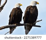 A mated pair of bald eagles