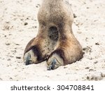 Small photo of Bactrian camel's hoof detail. Camelus bactrianus. Animal theme.