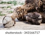 Small photo of Bactrian camel's hoof detail (Camelus bactrianus). Animal theme. Beauty in nature.