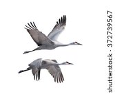 Sandhill Cranes flying, isolated on white.
