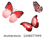 three color butterflies ... | Shutterstock . vector #1248377494