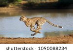 Cheetah Running At Full Speed...