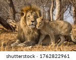 Father And Baby Lion Horizontal ...