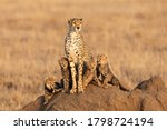 Female Cheetah And Her Four...