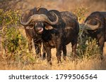 Landscape full body head on portrait of buffalo looking at camera in Kruger Park South Africa