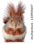  Little Squirrel Eats Hazelnut...