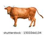Brown Cow Isolated On A White...
