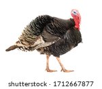 Bronze Turkey Isolated On A...