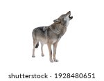 Howling gray wolf isolated on...