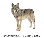 Gray wolf isolated on white...