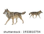 Gray Wolfs Walking Isolated On...