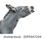 Portrait of a screaming donkey...