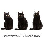 Three sitting black cat with...