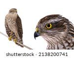 hawk isolated on a white background