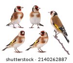 Goldfinch bird in different...