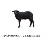 Small photo of black sheep isolated on white background