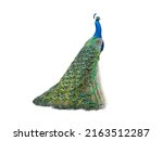 Peacock isolated on a white...