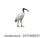 African sacred ibis isolated on ...