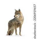 Gray wolf isolated on white...