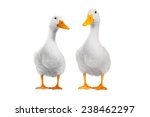 Two Duck On A White Background  ...