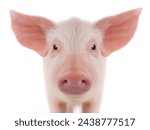 Portrait of a pig isolated on...