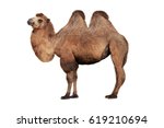 Camel on a white background