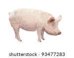 Pig  On A White Background