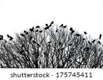 silhouette of many birds on a treetop - black and white shot