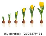 Growth stages of a yellow tulip from flower bulb to blooming flower isolated on a white background