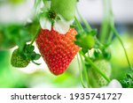Ripe Red Strawberry Surrounded...