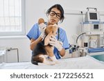 Small photo of Hispanic woman working as vet in modern animal hospital examining skin integument and ears of small puppy