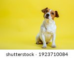 Dog Pet Jack Russell Terrier On ...