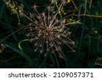 Close Up Of A Wild Carrot...