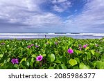 Scenery of sunny day with pink flower in seascape, sand beach, turquoise ocean. View of Diamond beach, Nusa Penida, Bali island, Indonesia. Wallpaper background. Natural scenery. Romantic relax place.