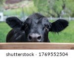 Black Angus Cow On Farm Ranch...