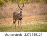Small photo of White Tail deer buck male being watchful on Colorado plains, USA