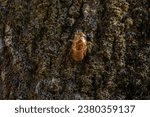 Exoskeleton of the cicada nymph ...