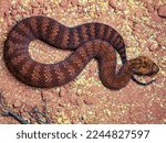 Small photo of Australian Death adder in sand