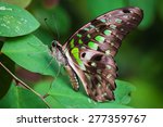 Graphium Agamemnon Butterfly Of ...
